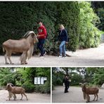 ein Mähnenschaf auf "Freigang"