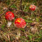 Ein Mämmlein steht im Walde