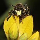 Ein Männchen der AUEN-SCHENKELBIENE (MACROPIS EUROPAEA) ...