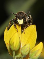 Ein Männchen der AUEN-SCHENKELBIENE (MACROPIS EUROPAEA) ...