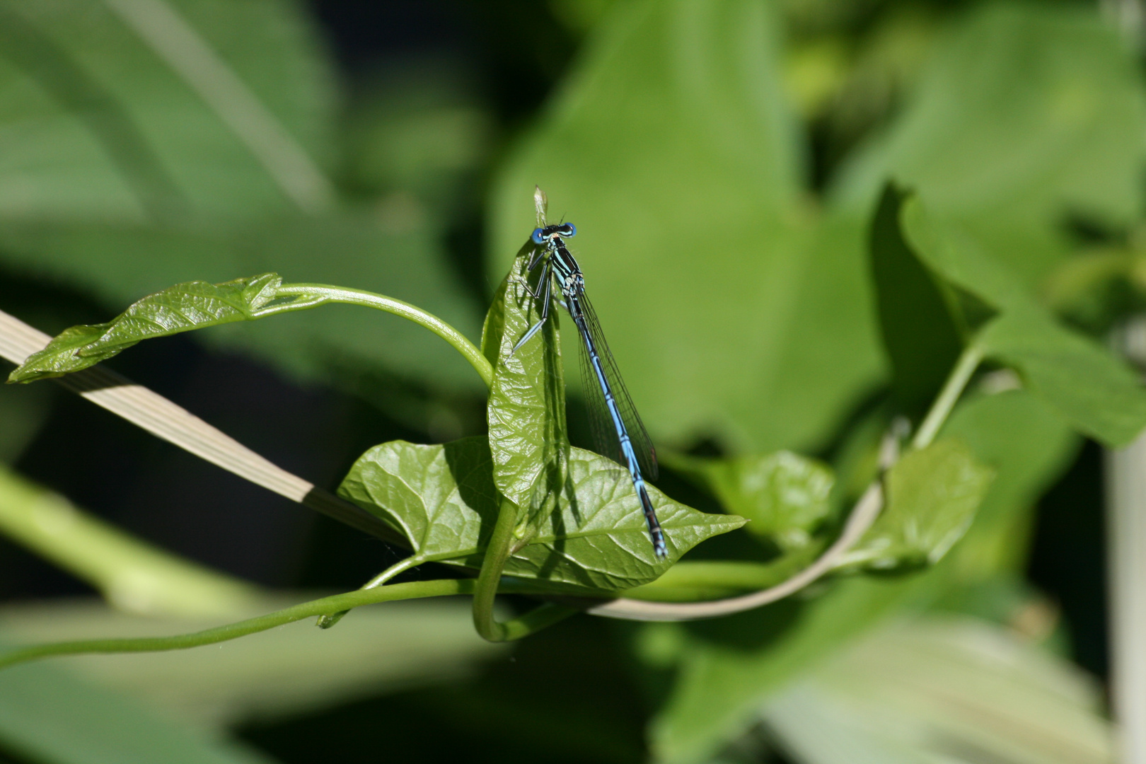 Ein Männchen der Blauen Federlibelle (Platycnemis pennipes)