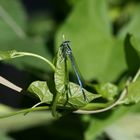 Ein Männchen der Blauen Federlibelle (Platycnemis pennipes)