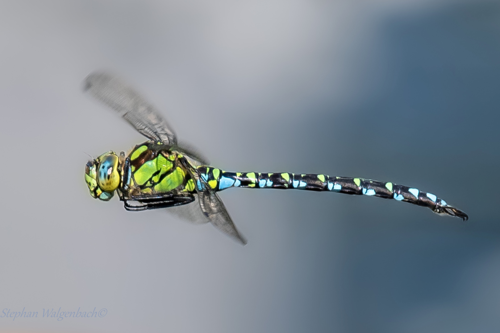 Ein Männchen der Blaugrünen Mosaikjungfer (Aeshna cyanea)