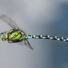 Ein Männchen der Blaugrünen Mosaikjungfer (Aeshna cyanea)