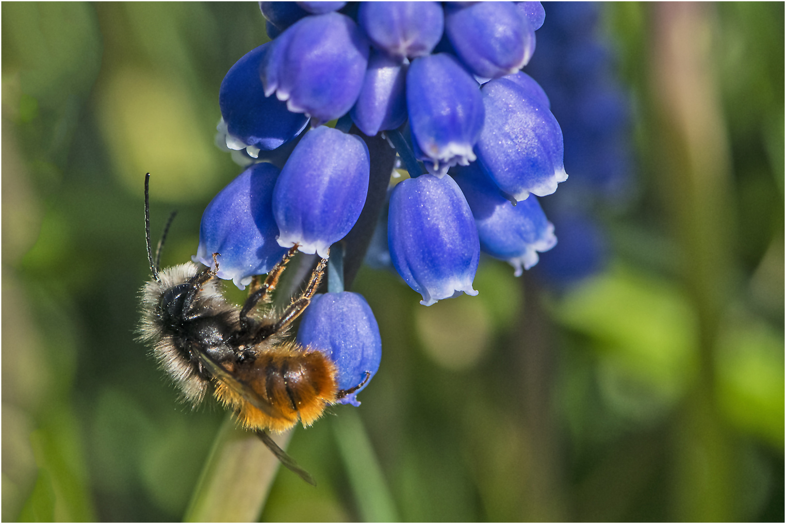 Ein Männchen der Gehörnten Mauerbiene (Osmia cornuta) . . .