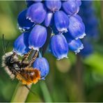 Ein Männchen der Gehörnten Mauerbiene (Osmia cornuta) . . .