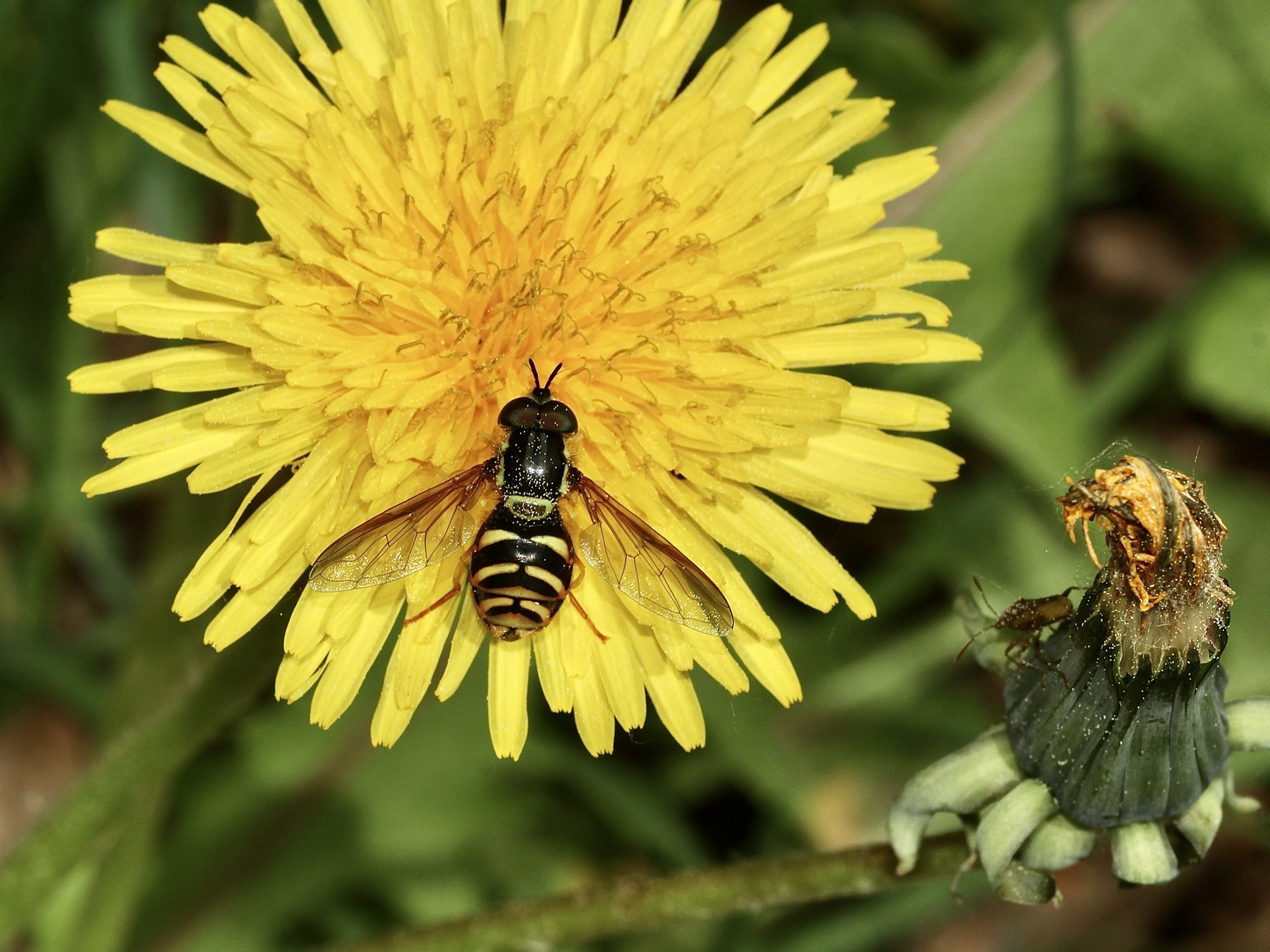 Ein Männchen der Gemeinen Wespenschwebfliege (Chrysotoxum cautum)