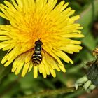 Ein Männchen der Gemeinen Wespenschwebfliege (Chrysotoxum cautum)