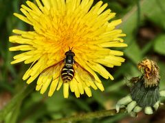 Ein Männchen der Gemeinen Wespenschwebfliege (Chrysotoxum cautum)