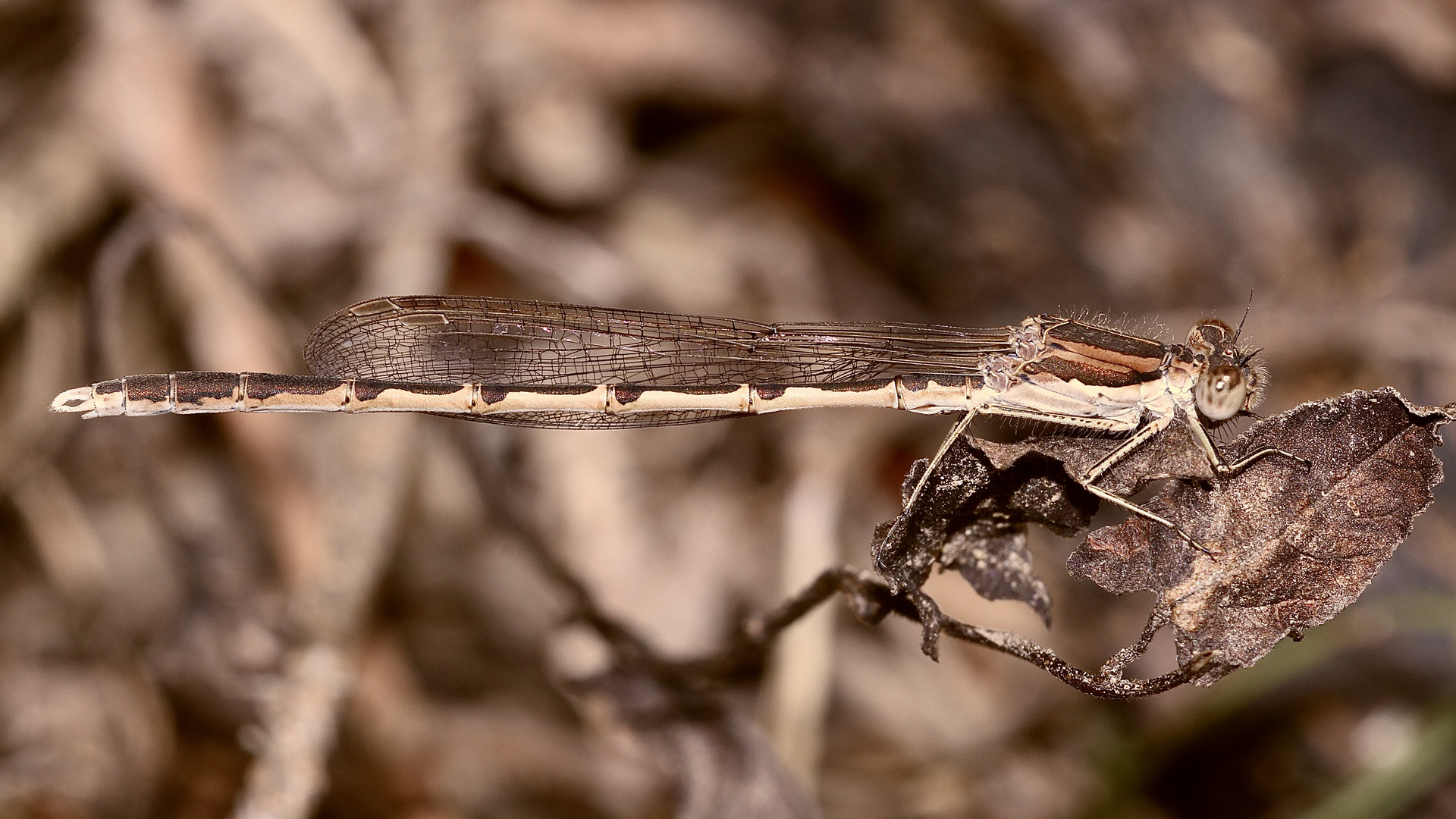 Ein Männchen der Gemeinen Winterlibelle (Sympecma fusca)