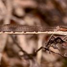 Ein Männchen der Gemeinen Winterlibelle (Sympecma fusca)