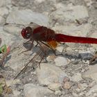 Ein Männchen der inzwischen aus dem Mittelmeergebiet eingewanderten Feuerlibelle ...