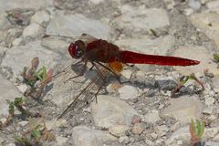 Ein Männchen der inzwischen aus dem Mittelmeergebiet eingewanderten Feuerlibelle ...