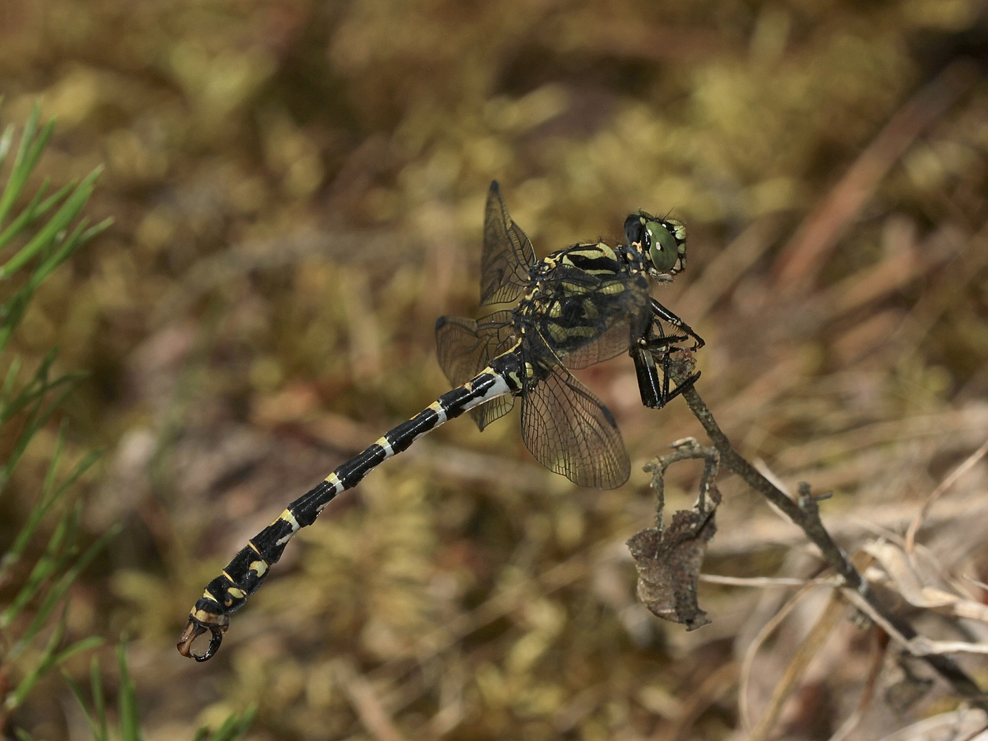 Ein Männchen der Kleinen Zangenlibelle (Onychogomphus forcipatus) ...