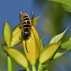 Ein Männchen der Mittleren Wespe oder "Kleinen Hornisse" (Dolichovespula media)