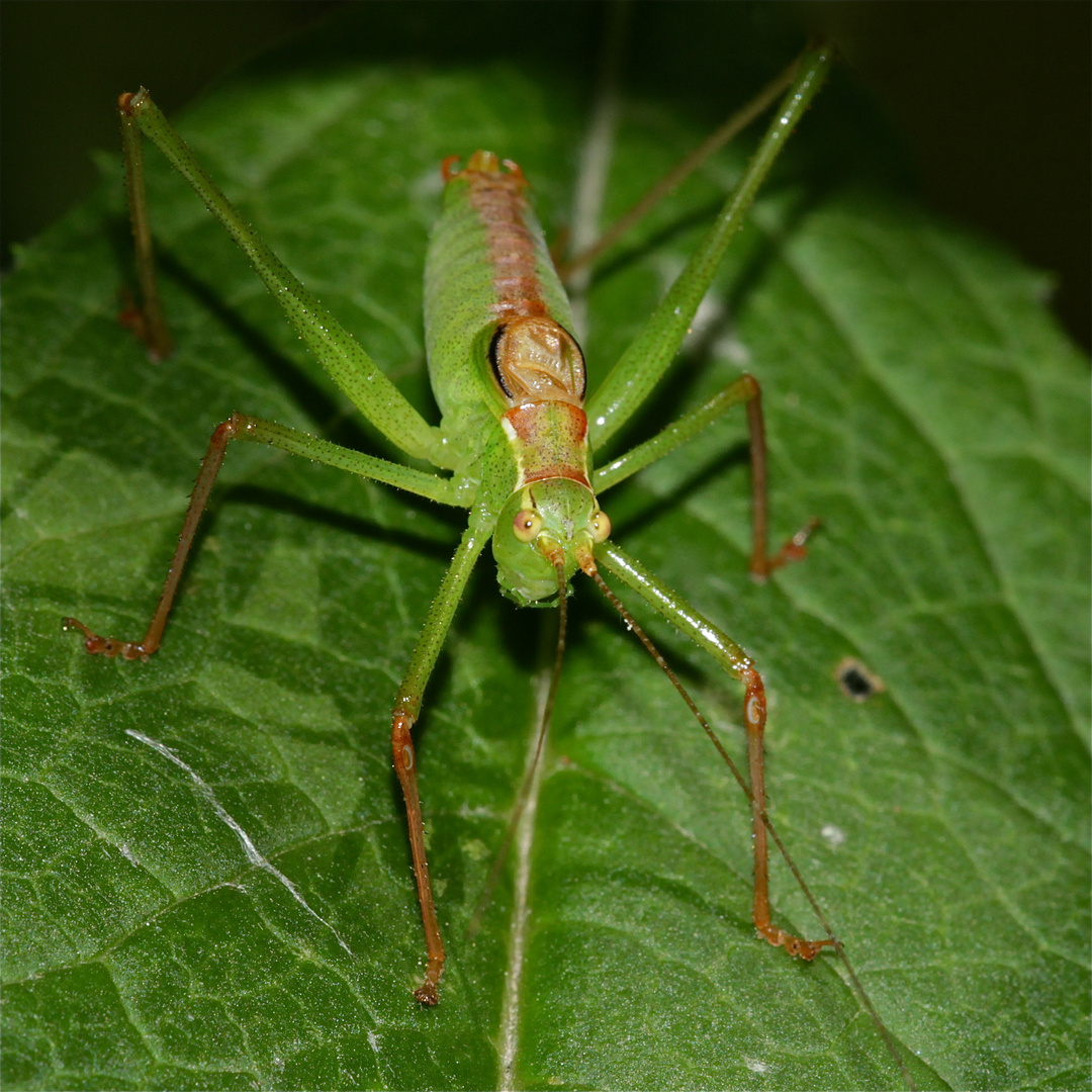 Ein Männchen der Punktierten Zartschrecke (Leptophyes punctatissima)