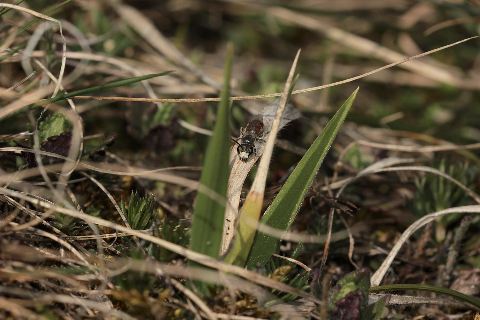 Ein Männchen der Sandbiene Andrena labiata - ...