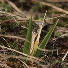 Ein Männchen der Sandbiene Andrena labiata - ...