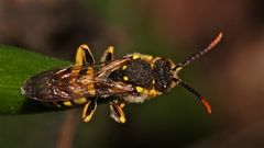 Ein Männchen der Wespenbiene Nomada goodeniana . . .