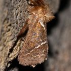 Ein Männchen des Ampfer-Wurzelbohrers (Triodia sylvina)