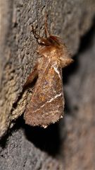 Ein Männchen des Ampfer-Wurzelbohrers (Triodia sylvina)