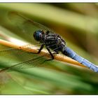 Ein Männchen des Kleinen Blaupfeils (Orthetrum coerulescens