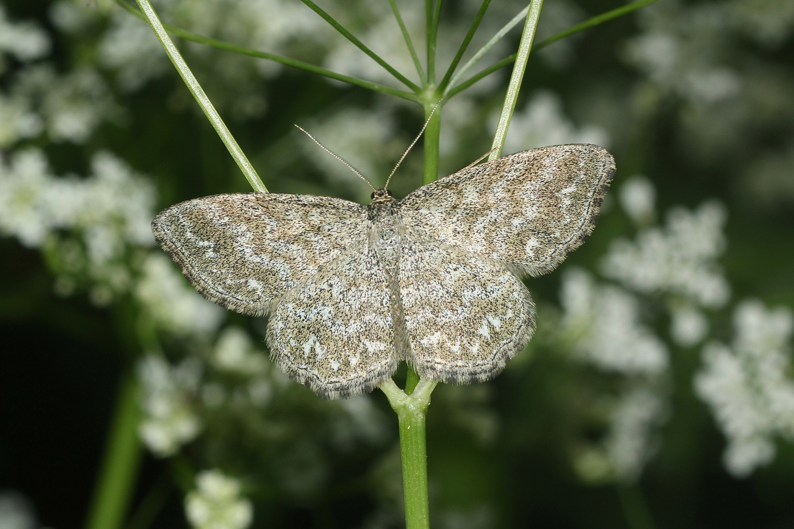 Ein Männchen des MARMORIERTEn KLEINSPANNERs (SCOPULA  IMMORATA)