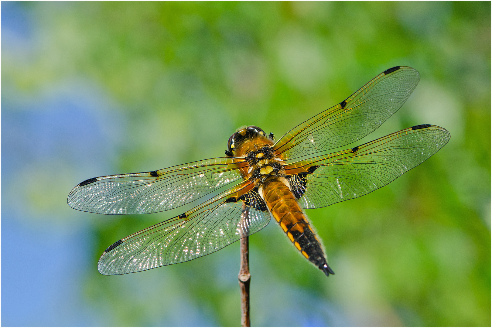 Ein Männchen des Vierflecks (Libellula quadrimaculata) (1). . .