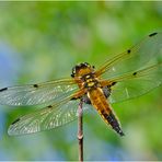 Ein Männchen des Vierflecks (Libellula quadrimaculata) (1). . .