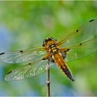 Ein Männchen des Vierflecks (Libellula quadrimaculata) (1). . .