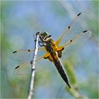 Ein Männchen des Vierflecks (Libellula quadrimaculata) (2). . .