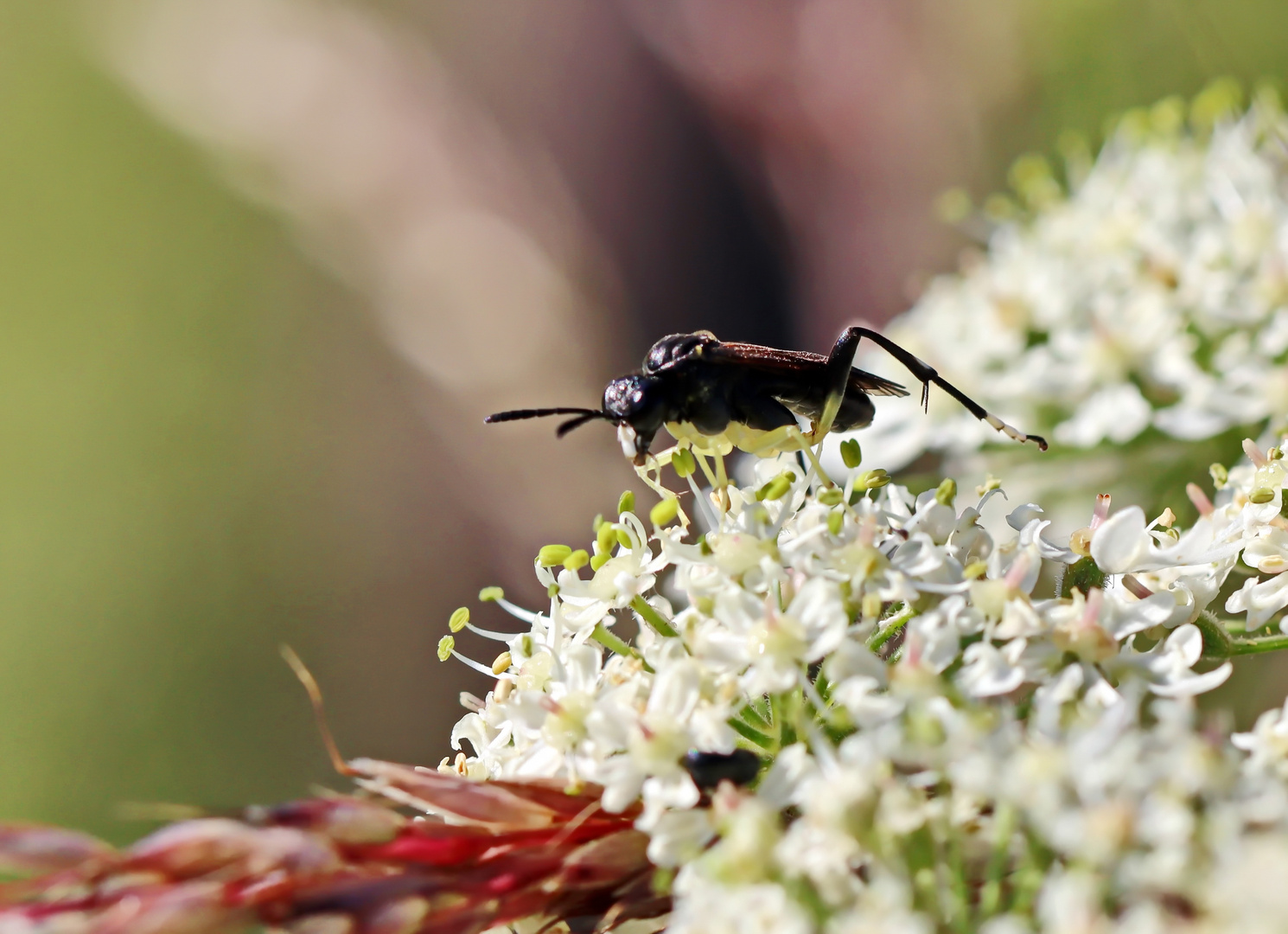 Ein Männchen Foto & Bild natur, insekten, tiere Bilder auf