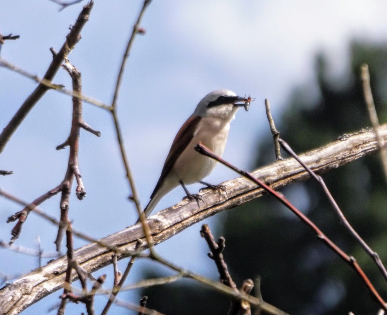 Ein männchen Neuntöter (Lanius collurio) mit Rasse