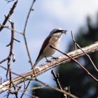 Ein männchen Neuntöter (Lanius collurio) mit Rasse