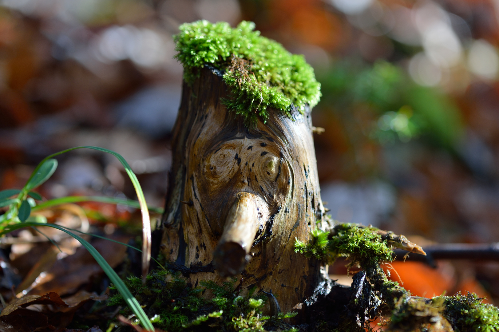 "Ein Männchen steht im Walde"