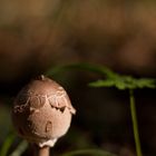 Ein Männchen steht im Walde