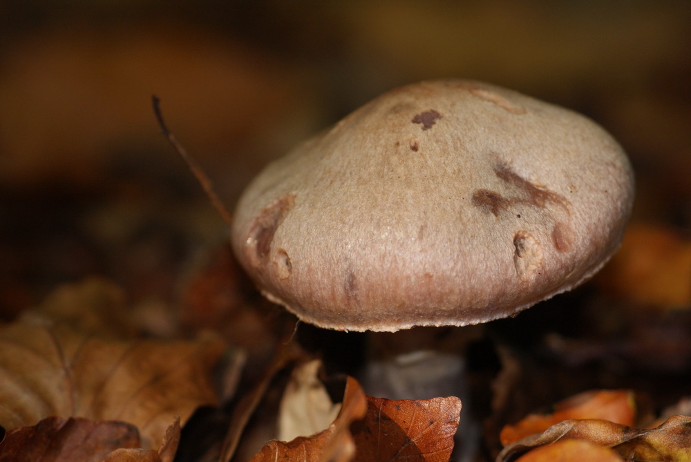 Ein Männchen steht im Walde...