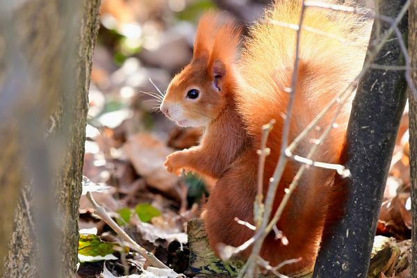 Ein Männlein .......