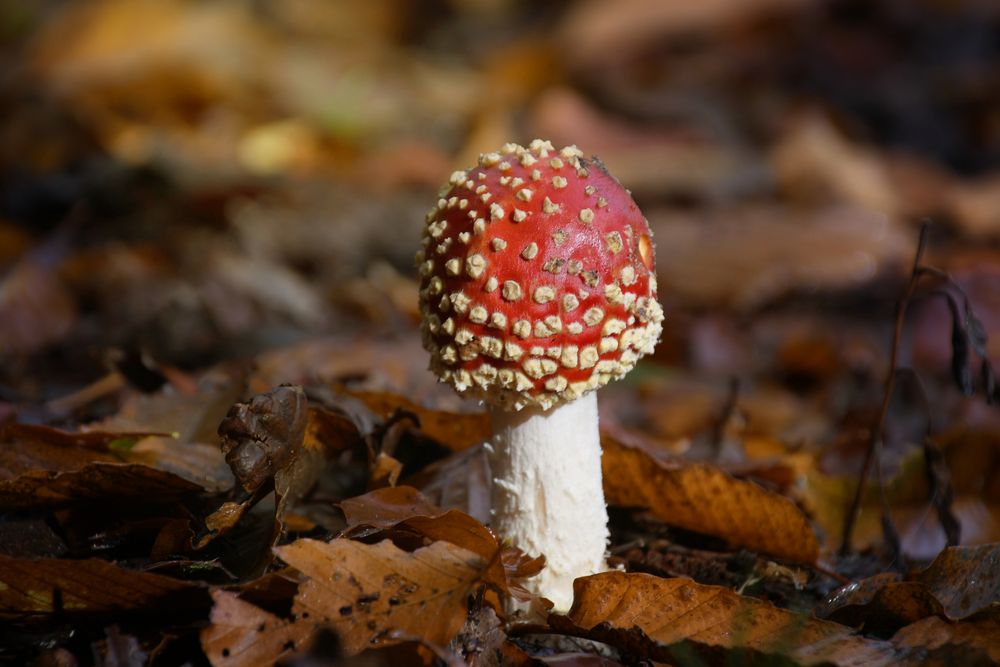 ein Männlein