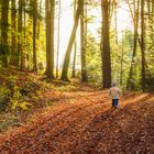 Ein Männlein geht im Walde