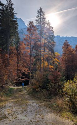 ....ein Männlein geht im Walde....