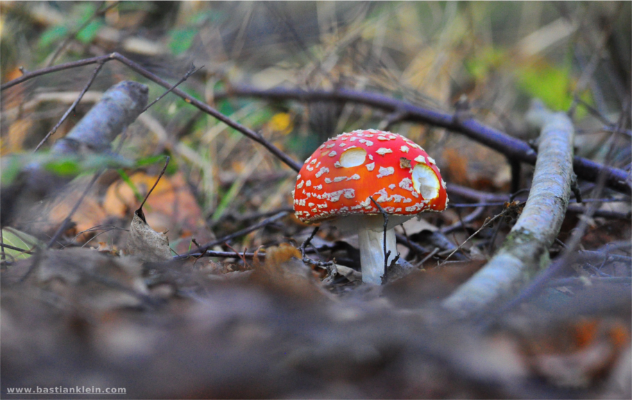 Ein Männlein im Wald