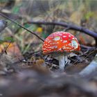 Ein Männlein im Wald