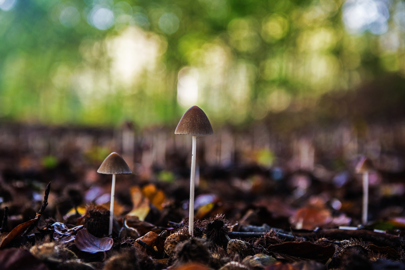 Ein Männlein im Walde