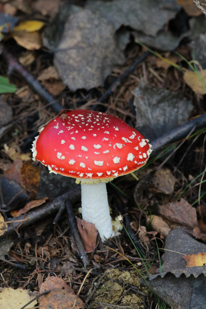 Ein Männlein im Walde.