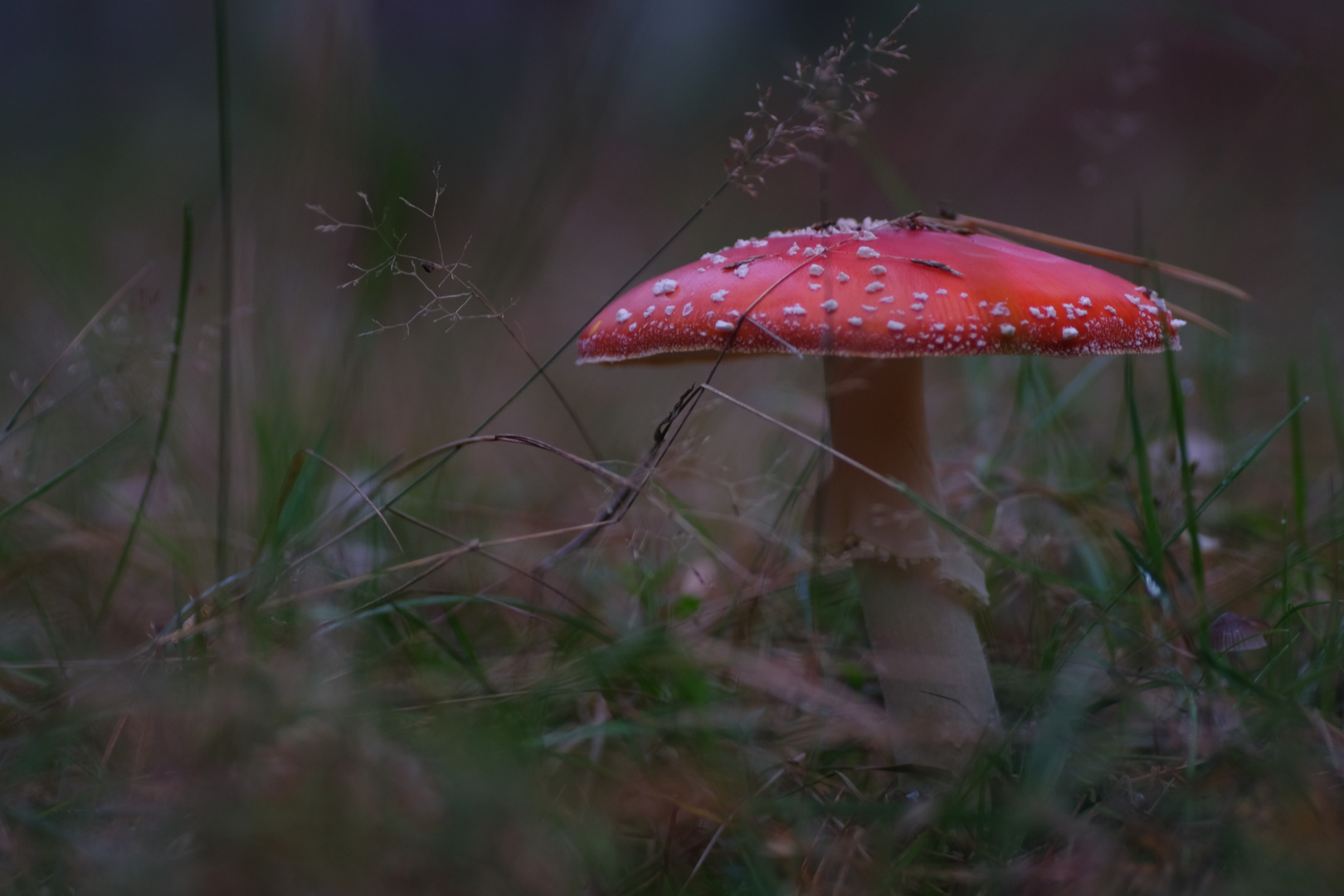 Ein Männlein im Walde