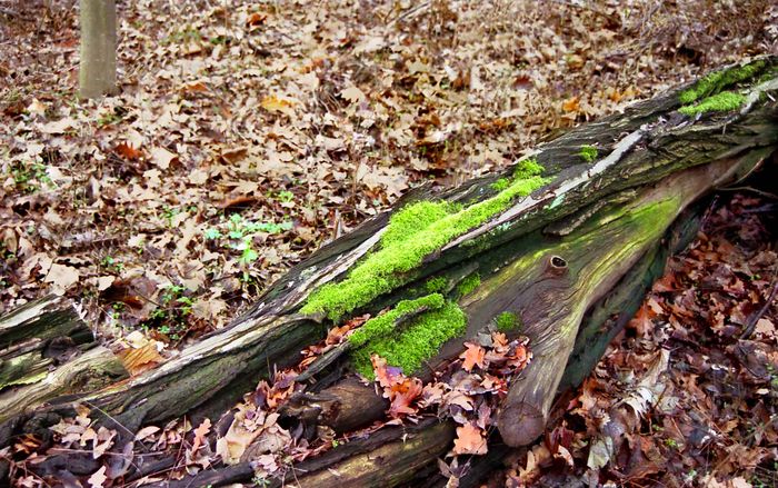 Ein Männlein liegt im Walde