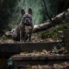 Ein Männlein sitzt im Walde