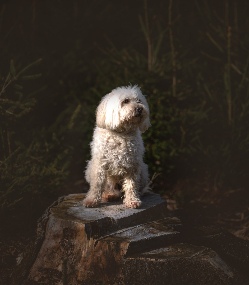 Ein Männlein sitzt im Walde