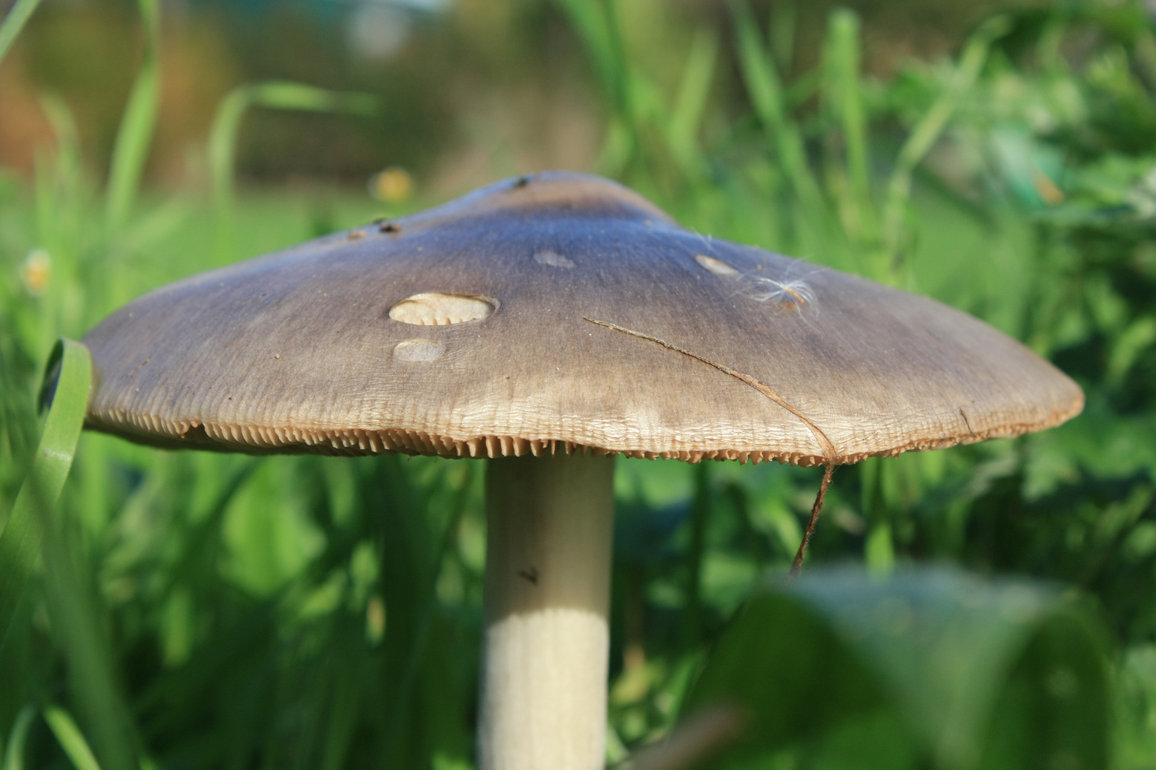 Ein Männlein steht im Felde